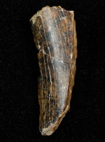 Bargain Partial Tyrannosaur Tooth Chunk #14759